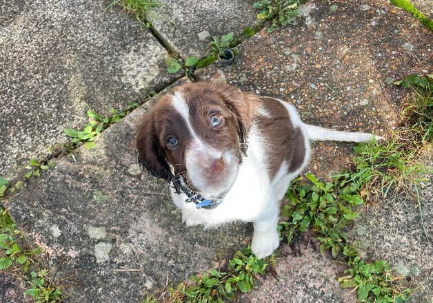 Beautiful springer spaniel for sale in Eastbourne, East Sussex - Image 3