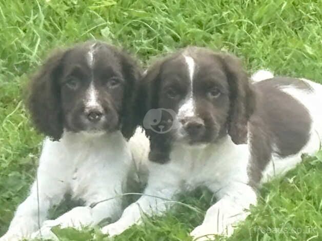 Beautiful springer spaniel for sale in Halstead, Leicestershire