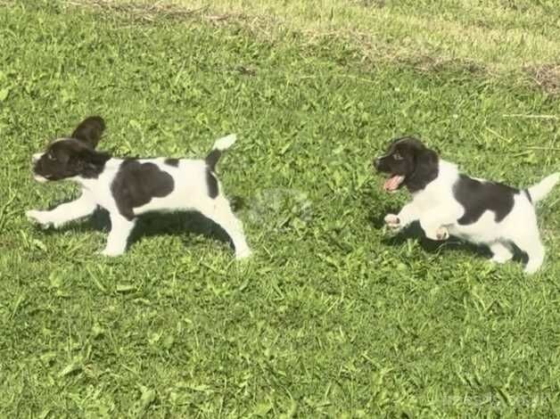 Beautiful springer spaniel for sale in Halstead, Leicestershire - Image 2