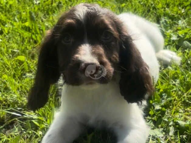 Beautiful springer spaniel for sale in Halstead, Leicestershire - Image 3