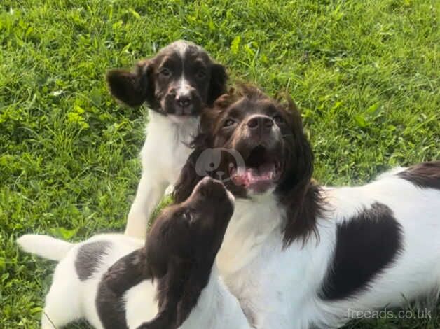 Beautiful springer spaniel for sale in Halstead, Leicestershire - Image 4