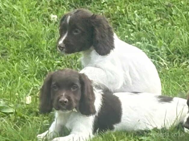 Beautiful springer spaniel for sale in Halstead, Leicestershire - Image 5