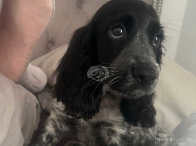 Beautiful springer spaniel looking for her forever home for sale in Wisbech, Cambridgeshire - Image 1