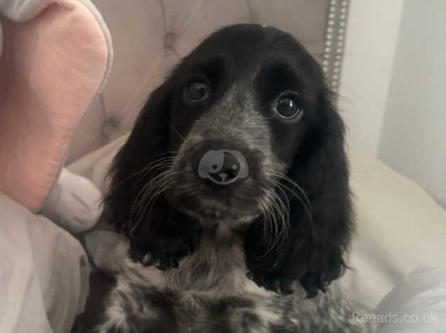 Beautiful springer spaniel looking for her forever home for sale in Wisbech, Cambridgeshire - Image 2