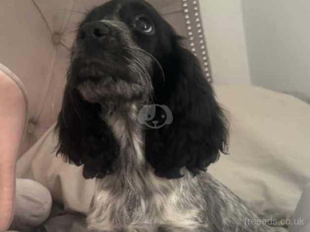 Beautiful springer spaniel looking for her forever home for sale in Wisbech, Cambridgeshire - Image 3