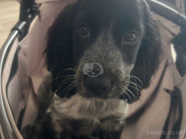 Beautiful springer spaniel looking for her forever home for sale in Wisbech, Cambridgeshire - Image 4