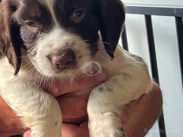 Beautiful Springer Spaniel Puppies for sale in Uckfield, East Sussex