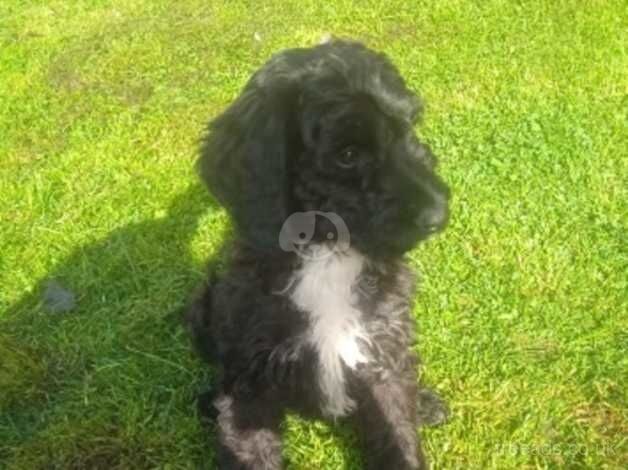 Beautiful Springer Spaniel Puppy for sale in Sutton Coldfield, Warwickshire