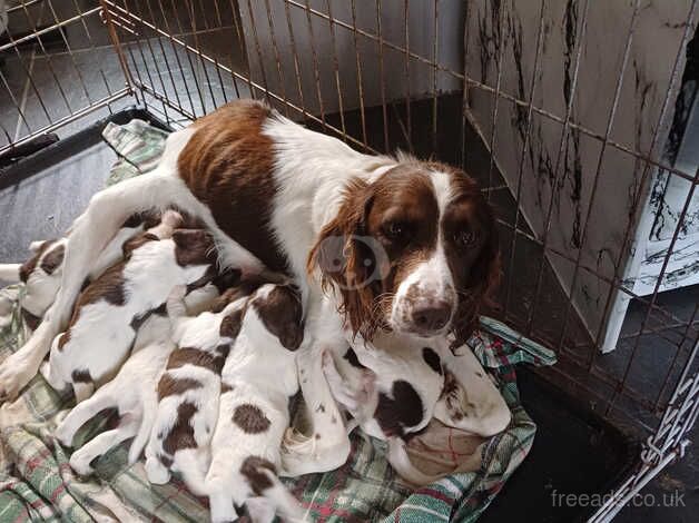 Beautiful springer spaniel pups for sale in Cardiff