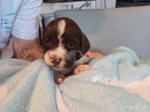 Beautiful springer spaniel pups for sale in Cardiff - Image 2