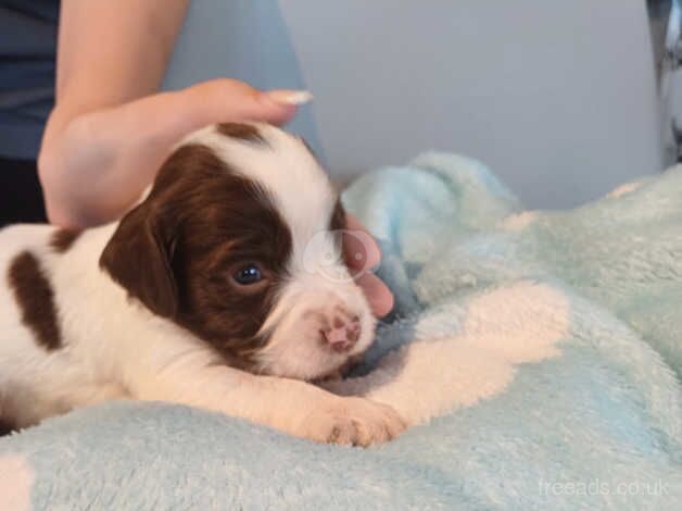 Beautiful springer spaniel pups for sale in Cardiff - Image 3