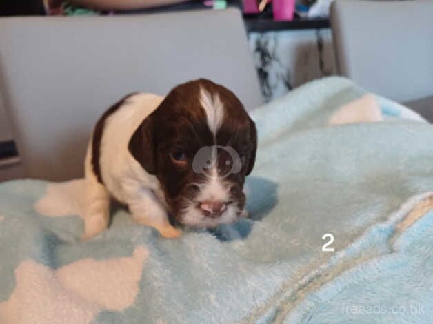 Beautiful springer spaniel pups for sale in Cardiff - Image 4