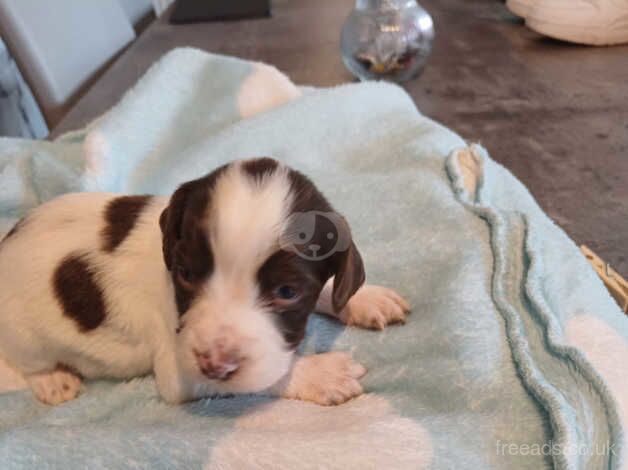 Beautiful springer spaniel pups for sale in Cardiff - Image 5