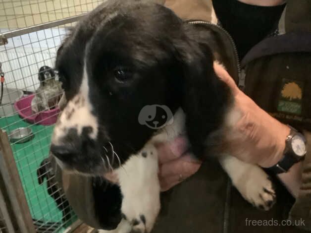 Beautiful springer spaniels pups for sale in Castlewellan, Down - Image 1