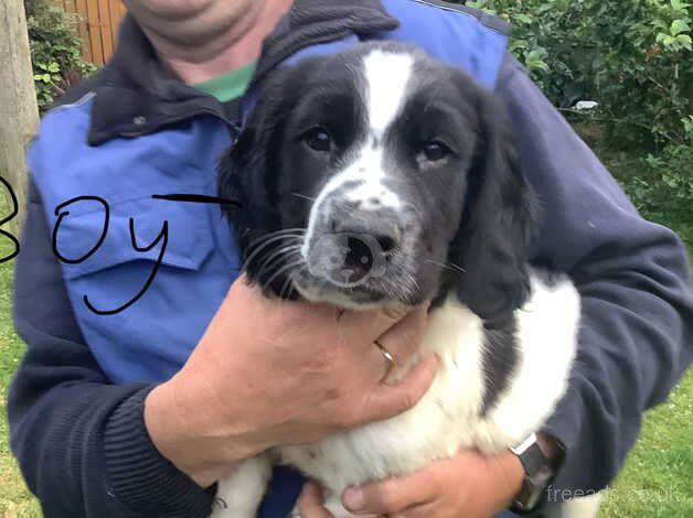 Beautiful springer spaniels pups for sale in Castlewellan, Down - Image 2