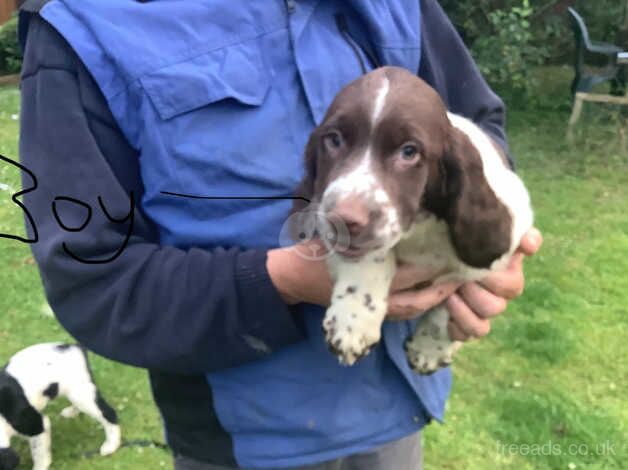 Beautiful springer spaniels pups for sale in Castlewellan, Down - Image 3