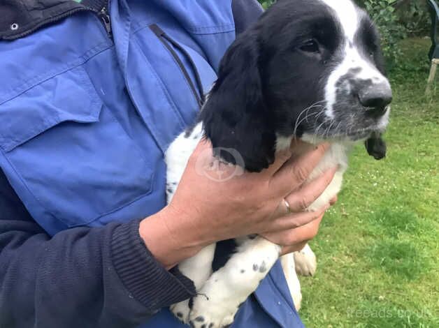 Beautiful springer spaniels pups for sale in Castlewellan, Down - Image 4