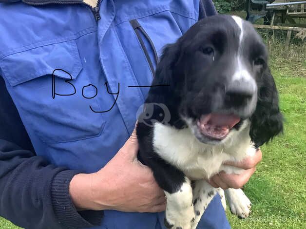 Beautiful springer spaniels pups for sale in Castlewellan, Down - Image 5