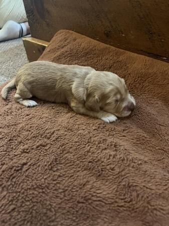 beautiful sprocker pups for sale in Abney, Derbyshire