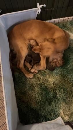 beautiful sprocker pups for sale in Abney, Derbyshire - Image 2