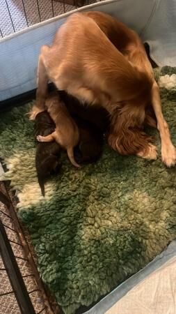 beautiful sprocker pups for sale in Abney, Derbyshire - Image 3