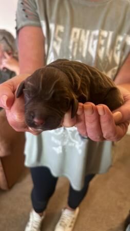 beautiful sprocker pups for sale in Abney, Derbyshire - Image 4