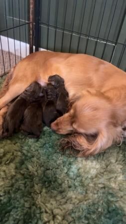 beautiful sprocker pups for sale in Abney, Derbyshire - Image 5