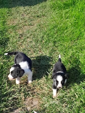 Beautiful Sprollie puppies for sale in Kingston upon Hull, East Riding of Yorkshire - Image 3