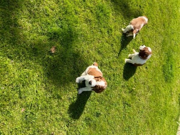 BEAUTIFUL WELSH SPRINGER SPANIELS for sale in Thirsk, North Yorkshire - Image 1