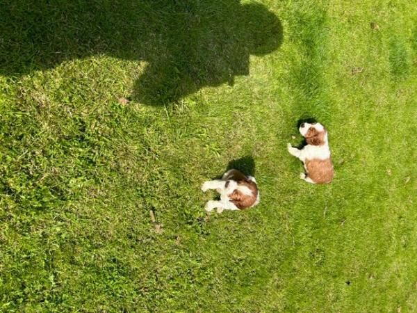 BEAUTIFUL WELSH SPRINGER SPANIELS for sale in Thirsk, North Yorkshire - Image 2