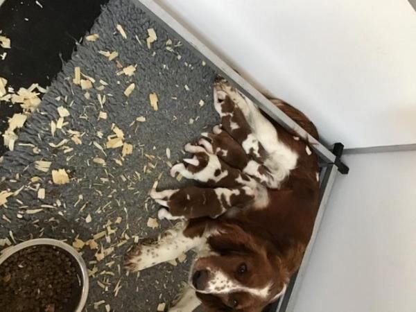 BEAUTIFUL WELSH SPRINGER SPANIELS for sale in Thirsk, North Yorkshire - Image 3