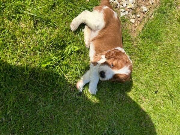 BEAUTIFUL WELSH SPRINGER SPANIELS for sale in Thirsk, North Yorkshire - Image 4