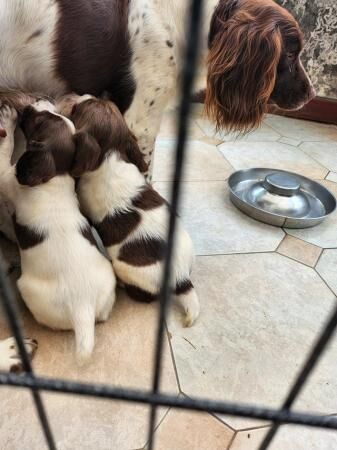 Beautiful Working English Springer spaniel pups for sale in Llanrwst, Conwy