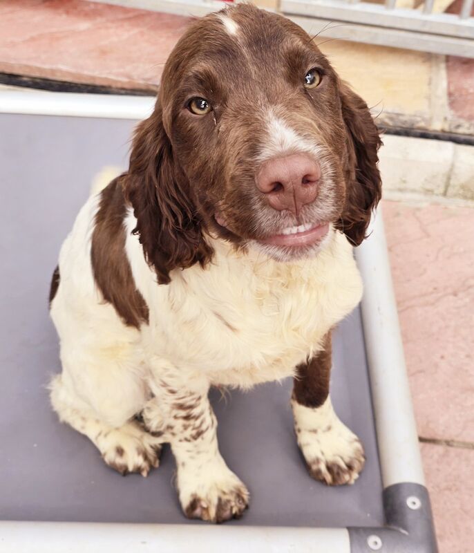 Bluebell Springer Spaniel Puppies for sale in Redruth, Cornwall - Image 1