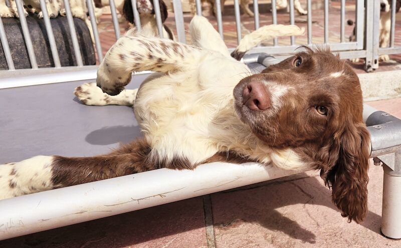 Bluebell Springer Spaniel Puppies for sale in Redruth, Cornwall - Image 2