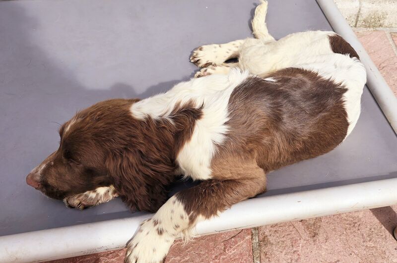 KC Registered Springer Spaniel Puppies for sale in Cornwall