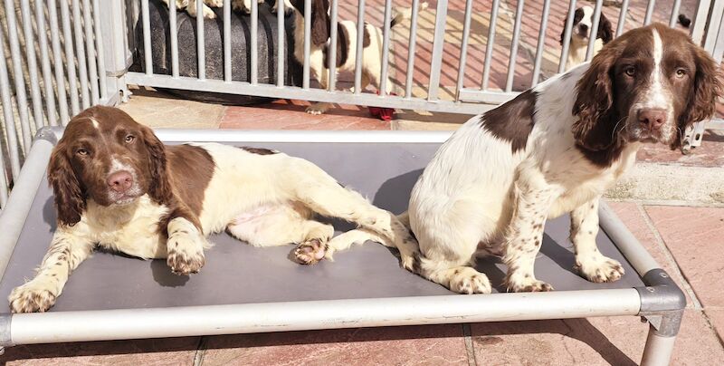 Springer Spaniel Puppies for sale