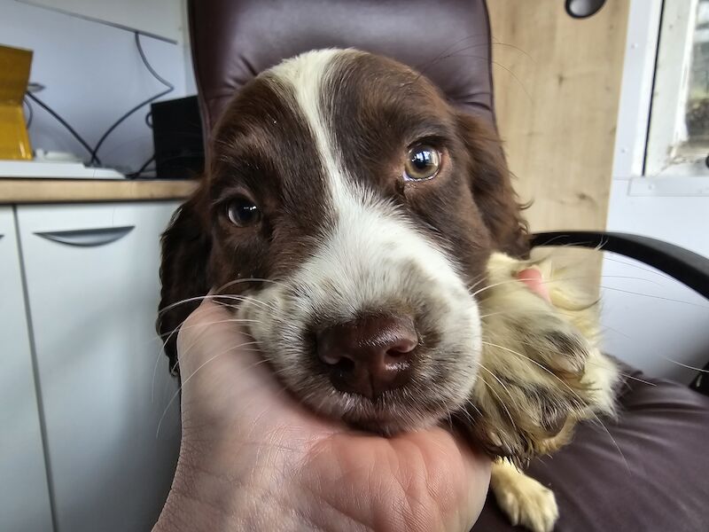 Bluebell Springer Spaniel Puppies for sale in Redruth, Cornwall - Image 14