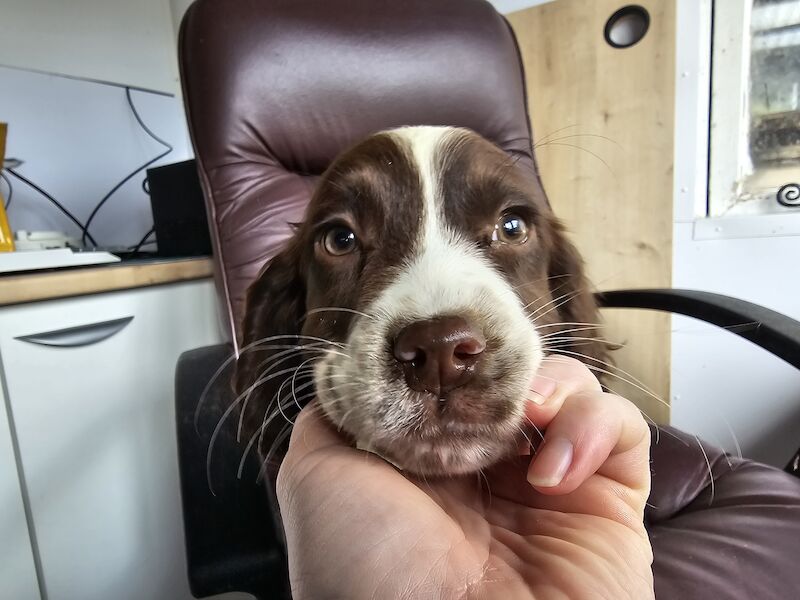 Bluebell Springer Spaniel Puppies for sale in Redruth, Cornwall - Image 15