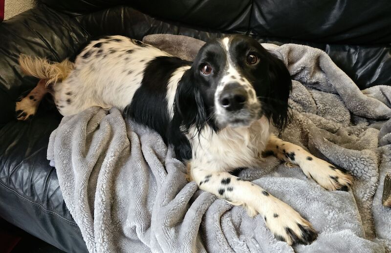 Bluebell Springer Spaniel Puppies for sale in Redruth, Cornwall - Image 6