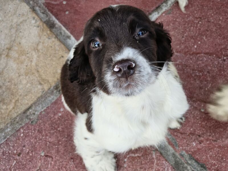 Bluebell Springer Spaniel Puppies for sale in Redruth, Cornwall - Image 5