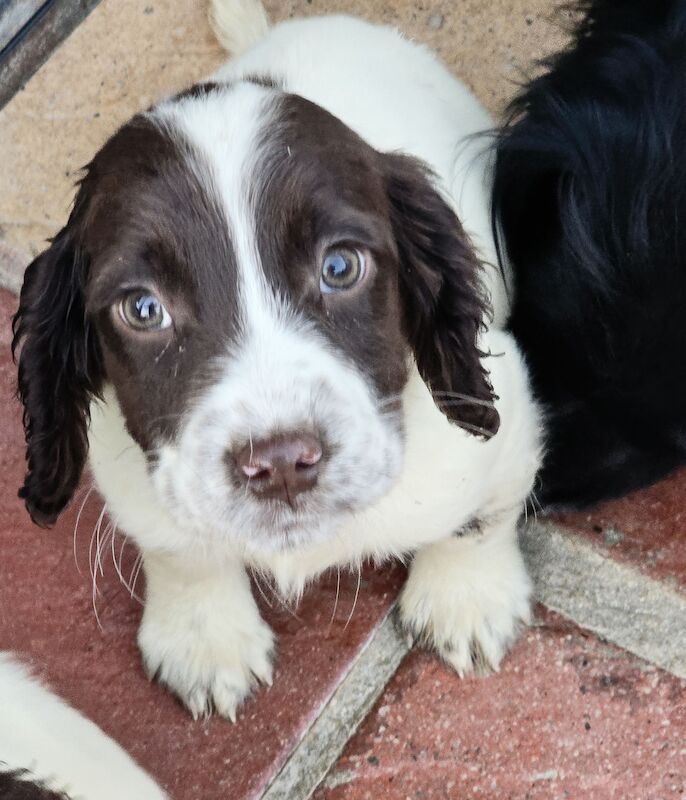 Bluebell Springer Spaniel Puppies for sale in Redruth, Cornwall - Image 13