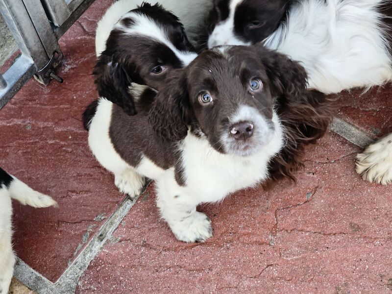 Bluebell Springer Spaniel Puppies for sale in Redruth, Cornwall - Image 9