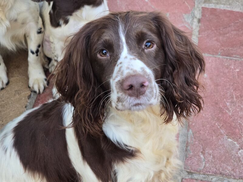 Bluebell Springer Spaniel Puppies for sale in Redruth, Cornwall - Image 7