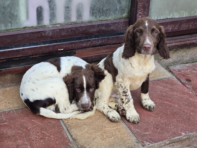 Bluebell Springer Spaniel Puppies for sale in Redruth, Cornwall - Image 8