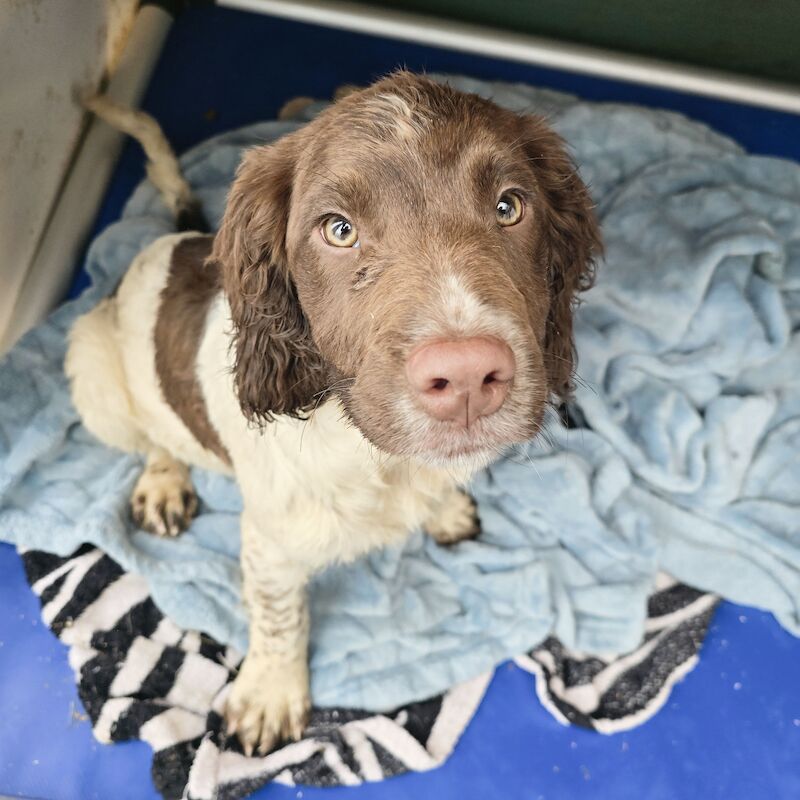 Bluebell Springer Spaniel Puppies for sale in Redruth, Cornwall - Image 10