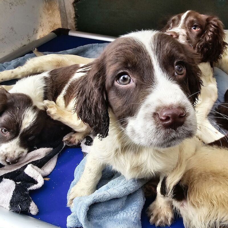 Bluebell Springer Spaniel Puppies for sale in Redruth, Cornwall - Image 12