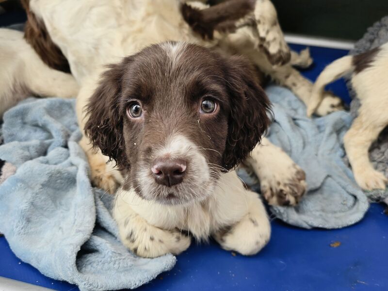 Bluebell Springer Spaniel Puppies for sale in Redruth, Cornwall - Image 11