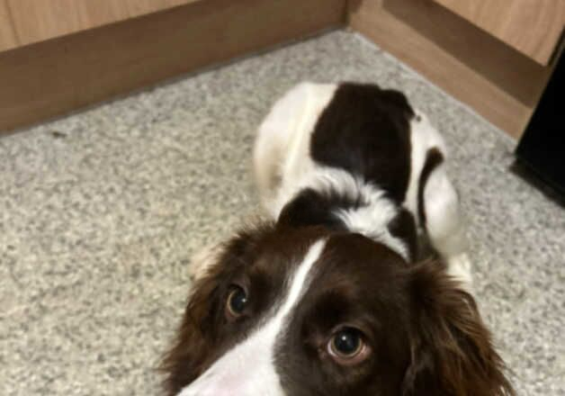 Bonnie 6 month old springer spaniel. for sale in Louth, Lincolnshire