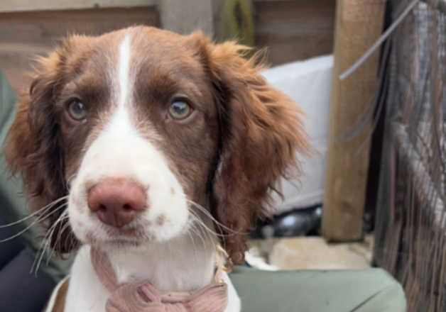 Bonnie 6 month old springer spaniel. for sale in Louth, Lincolnshire - Image 2